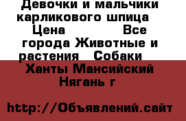 Девочки и мальчики карликового шпица  › Цена ­ 20 000 - Все города Животные и растения » Собаки   . Ханты-Мансийский,Нягань г.